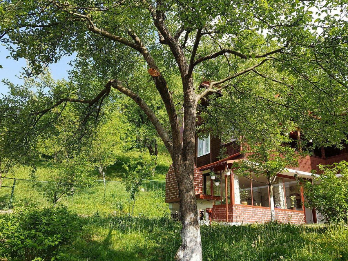 Casa Colt De Rai Villa Brezoi Ngoại thất bức ảnh